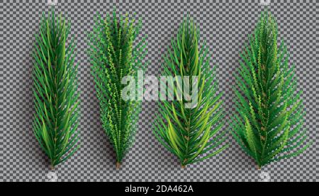 Set of evergreen branches, pine tree, fir, spruce coniferous plants.  Illustration of christmas floral decorations isolated on white background.  Retro drawing style 15285084 Vector Art at Vecteezy