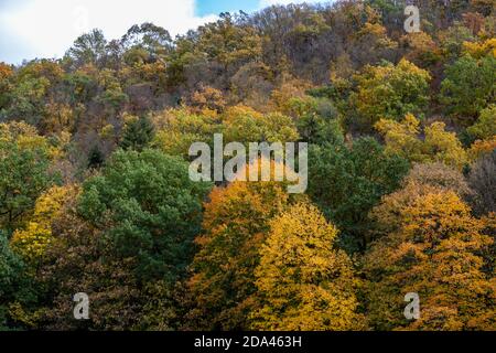 Forest with trees in different colored trees  in autumn Stock Photo