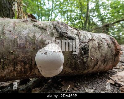 fungus growing on a tree trunk Autumn has arrived Stock Photo