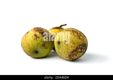 Eastern American black walnut or Juglans nigra friuts isolated on white with shadow. Stock Photo