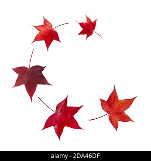 Flying fall red american sweetgum tree leaves spiral isolated on white. Liquidambar styraciflua autumn foliage with water drops. Stock Photo