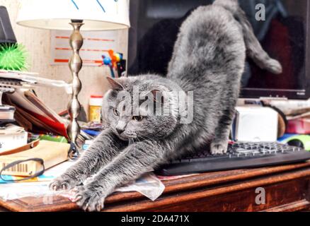 Adult pretty gray cat stretches on keyboard Stock Photo