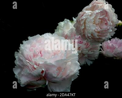 Paeonia Pillow Talk.  Double pink peony flower. Isolate on a black background. Stock Photo