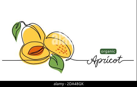 Apricot vector illustration. One line drawing art illustration with lettering organic apricot Stock Vector