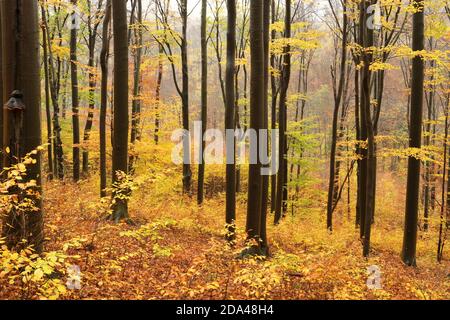 Beech trees in the orange colors of autumn Stock Photo