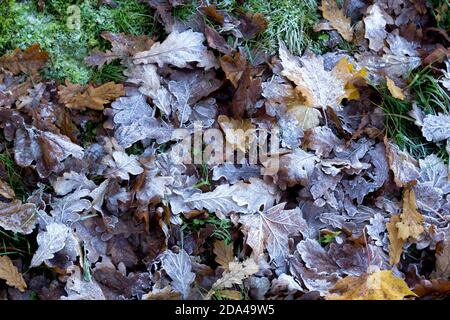 the first frosts in autumn on oak leaves Stock Photo