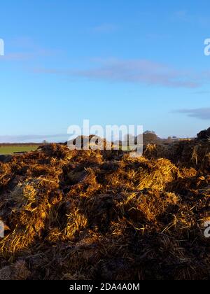 Pile of manure used as an organic fertilizer in agriculture in a field with blue sky behind. Stock Photo