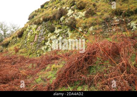 Lichen on side of Bench tor, Dartmoor National Park, Devon, England, UK Stock Photo