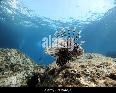 Lion Fish in Turkey Antalya KaÅŸ Stock Photo