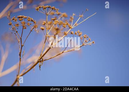 Dry dill plant grow in blue sky background in autumn day Stock Photo