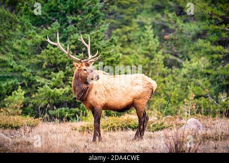 Portrait of a large bull elk (Cervus canadensis) in the Rocky Mountains Stock Photo