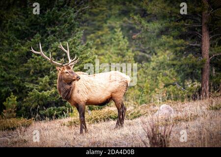 Portrait of a large bull elk (Cervus canadensis) in the Rocky Mountains Stock Photo