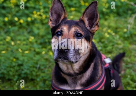 German Shepherd taking a walk in the forest. Stock Photo