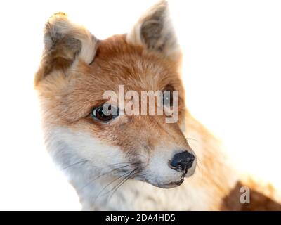 Red fox isolated on white background Stock Photo