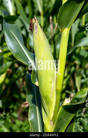 Close-up of a corn cob growing in a sweet corn field (Baldock, Hertfordshire, UK) Stock Photo