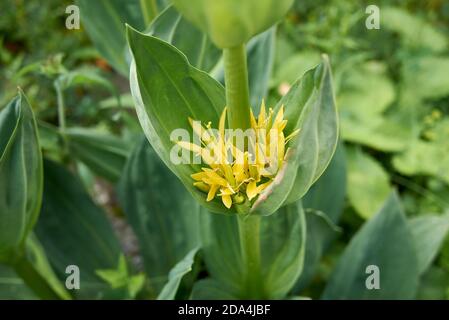 Gentiana lutea plant in bloom Stock Photo