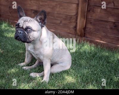 Huffy french bulldog sitting on the grass in the garden and looking at camera. Copy space Stock Photo