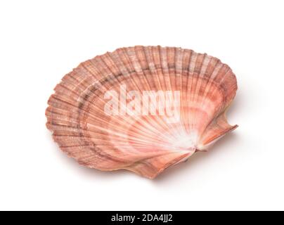 Scallops shell isolated on white Stock Photo