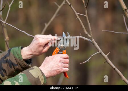 Season pruning of trees.  The farmer looks after the orchard . Stock Photo