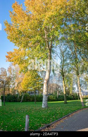 Grey poplar (Populus canescens) with autumn leaf colors in a park Stock Photo