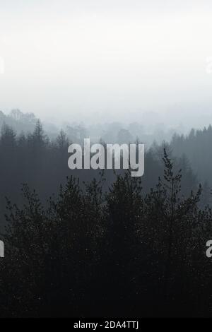 Misty Trees and Hills in Silhouette Stock Photo