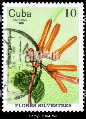 Saint Petersburg, Russia - September 18, 2020: Stamp printed in the Cuba the image of the Hamelia patens, circa 1980 Stock Photo