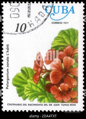 Saint Petersburg, Russia - September 18, 2020: Stamp printed in the Cuba the image of the Pelargonium zonale, circa 1977 Stock Photo