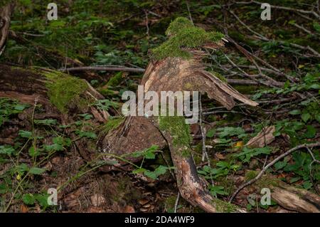 moss growing on a rotting tree lying on ground in a dark forest Stock Photo