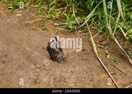 fledgling robin sits on the ground Stock Photo