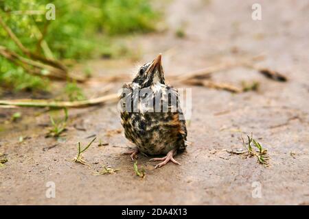 fledgling robin sits on the ground Stock Photo
