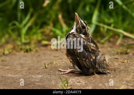 fledgling robin sits on the ground Stock Photo