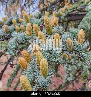 Beautiful branch of blue Atlas cedar with cones. Cedrus atlantica Stock Photo