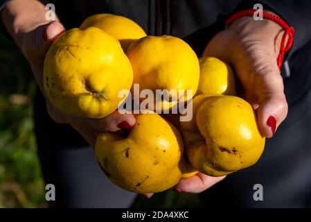 Woman hands holding yellow quinces as organic produce concept Stock Photo