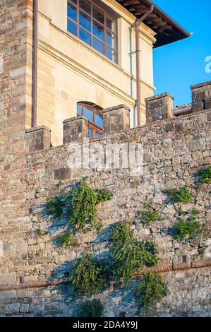 Caper bushes grow on a castle walls. Stock Photo