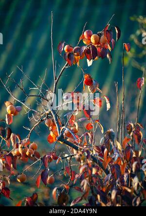 Diospyros kaki tree with ripe fruits. Autumn foliage landscape with blurred vineyard in the background. Stock Photo