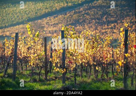 Tuscan landscape foliage. Vineyards in Autumn at sunset. Stock Photo