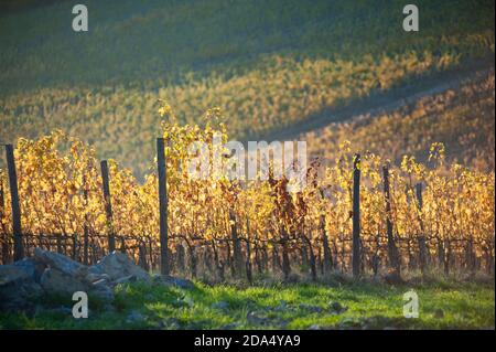 Tuscan landscape foliage. Vineyards in Autumn at sunset. Stock Photo