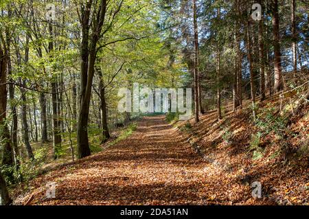 walkway in a forest, green leafes, sunlight, autumn colors, outdoors Stock Photo