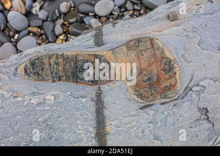 Millook Haven exhibits the best example of chevron faults in the British Isles. Stock Photo