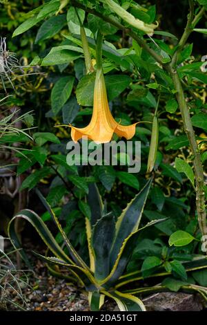 Brugmansia,agave americana mediopicta aurea,tropical,exotic planting,apricot flowers,variegated succulent,cactus,RM floral Stock Photo