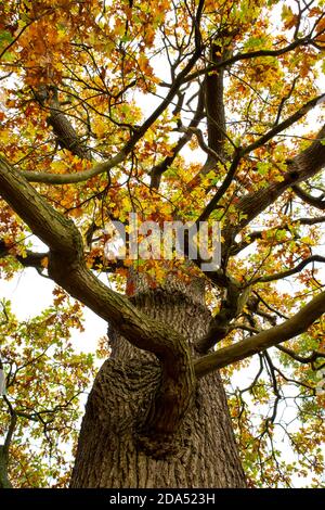 Autumn oak tree viewed from below Stock Photo