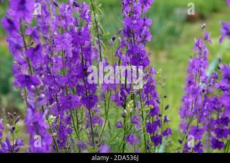 Close-up many bright purple flowers of Consolida (or Delphinium) ajacis plant in bright summer sunlight on green background. Stock Photo