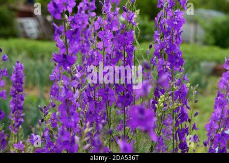 Close-up many bright purple flowers of Consolida (or Delphinium) ajacis plant in bright summer sunlight on green background. Stock Photo