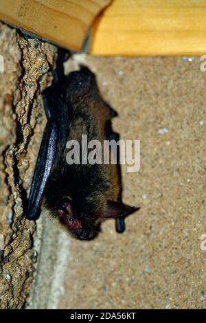 LITTLE BROWN BAT (MYOTIS LUCIFUGUS Stock Photo - Alamy