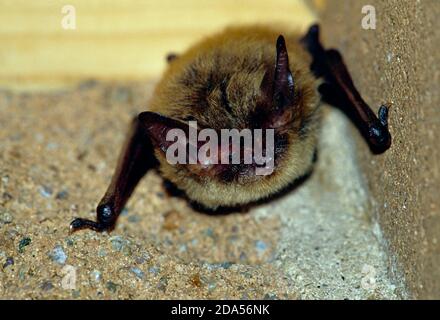 LITTLE BROWN BAT (MYOTIS LUCIFUGUS) Stock Photo