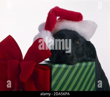 ADORABLE BLACK LAB IN SANTA HAT / STUDIO Stock Photo