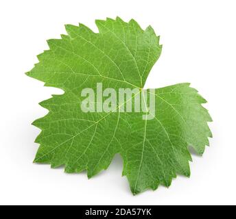 Grape leaf isolated on white background with clipping path and full depth of field. Top view. Flat lay Stock Photo