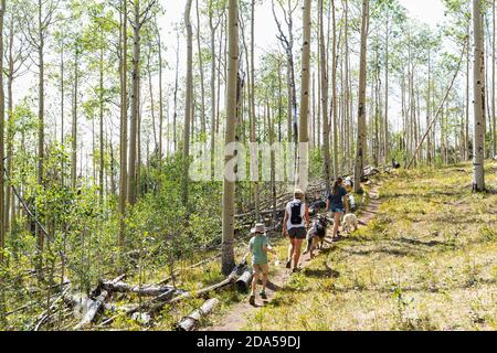 Family hiking in forest of Aspen trees Stock Photo