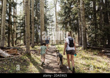 Family hiking in a forest of Aspen trees Stock Photo