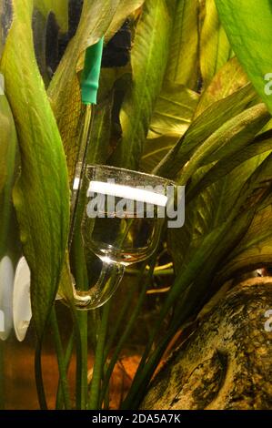 Co2 diffuser with aquarium plants, for the diffusion of co2 or carbon dioxide in an aquarium for the growth of aquatic plants. Stock Photo